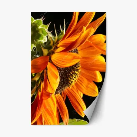 Pegatina reposicionable girasol naranja en primer plano – Pixers®