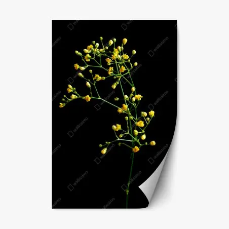 Pegatina reposicionable paniculata amarilla sobre fondo negro – Pixers®