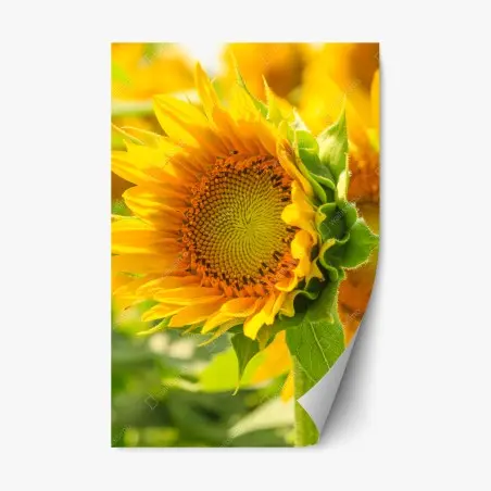 Pegatina reposicionable girasol en primer plano luminoso – Pixers®