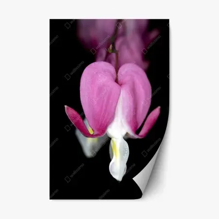 Pegatina reposicionable flor corazón sangrante en primer plano – Pixers®