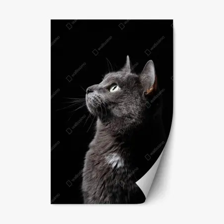 Pegatina reposicionable perfil elegante de gato gris mirando la luz – Pixers®