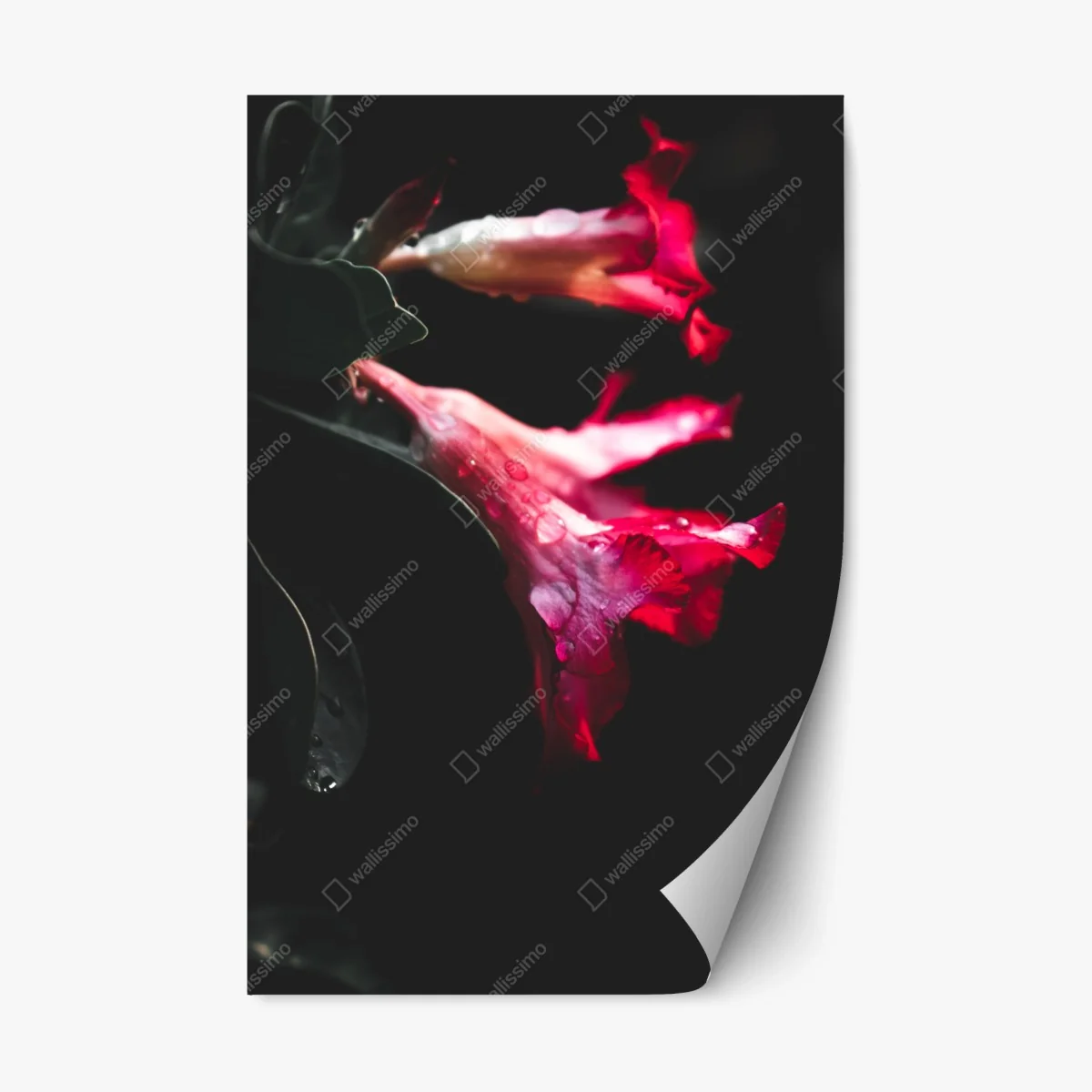 Pegatina reposicionable flores rosas en contraste oscuro y gotas de agua – Pixers® Pegatina reposicionable flores rosas en contraste oscuro y gotas de agua – Pixers®