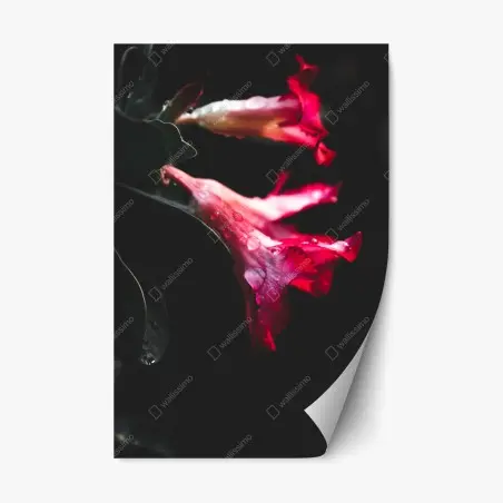 Pegatina reposicionable flores rosas en contraste oscuro y gotas de agua – Pixers®
