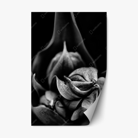 Pegatina reposicionable flor en macro con gotas en blanco y negro – Pixers®