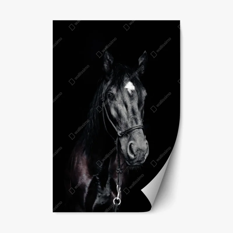 Pegatina reposicionable retrato majestuoso de caballo negro