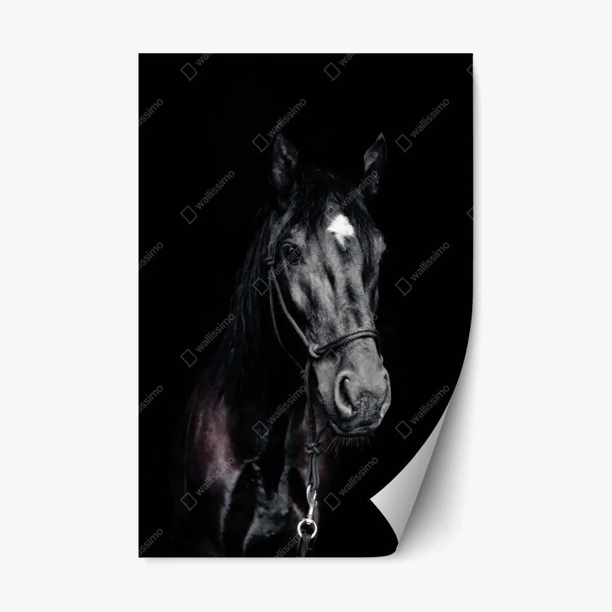 Pegatina reposicionable retrato majestuoso de caballo negro – Pixers® Pegatina reposicionable retrato majestuoso de caballo negro – Pixers®