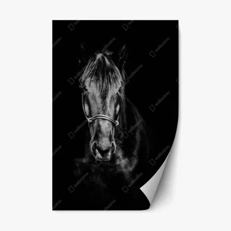Pegatina reposicionable retrato dramático de caballo en blanco y negro – Pixers®