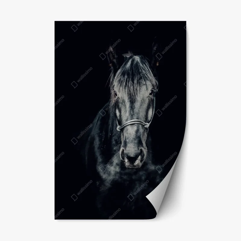 Pegatina reposicionable retrato majestuoso de un caballo negro