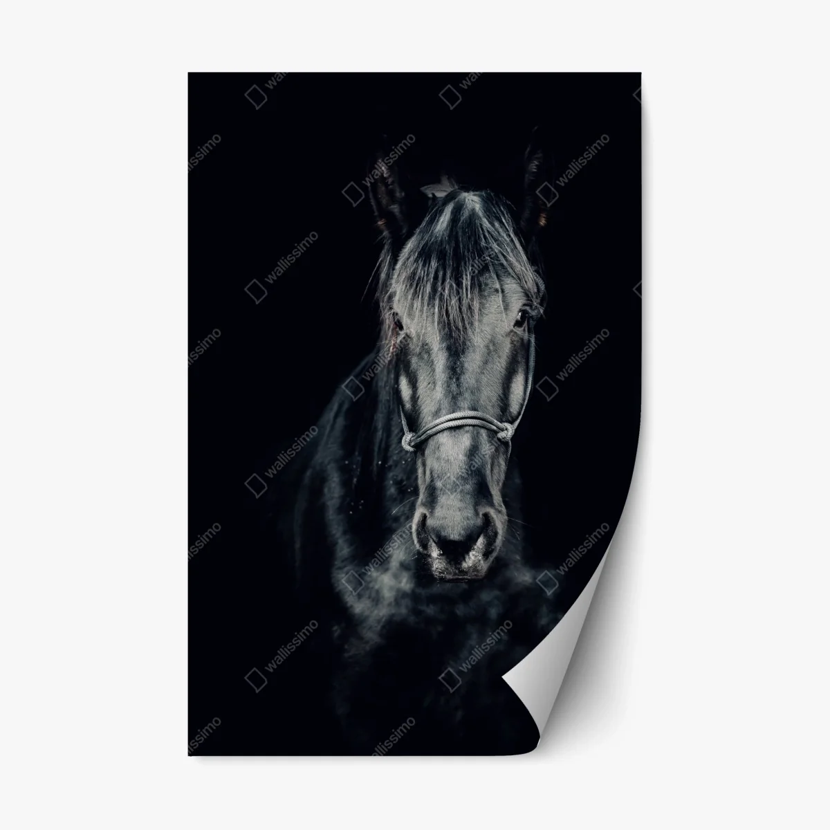 Pegatina reposicionable retrato majestuoso de un caballo negro – Pixers® Pegatina reposicionable retrato majestuoso de un caballo negro – Pixers®