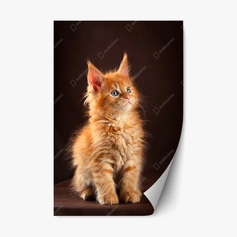 Pegatina reposicionable gatito naranja esponjoso con mirada curiosa