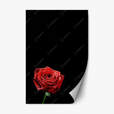 Pegatina reposicionable rosa roja con gotas sobre fondo negro – Pixers®