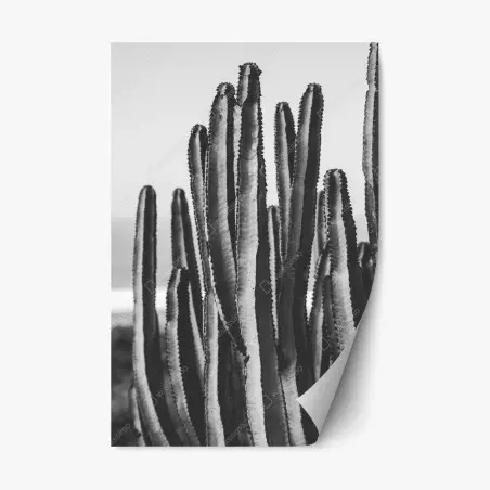 Pegatina reposicionable cactus monocromático textura minimalista – Pixers®