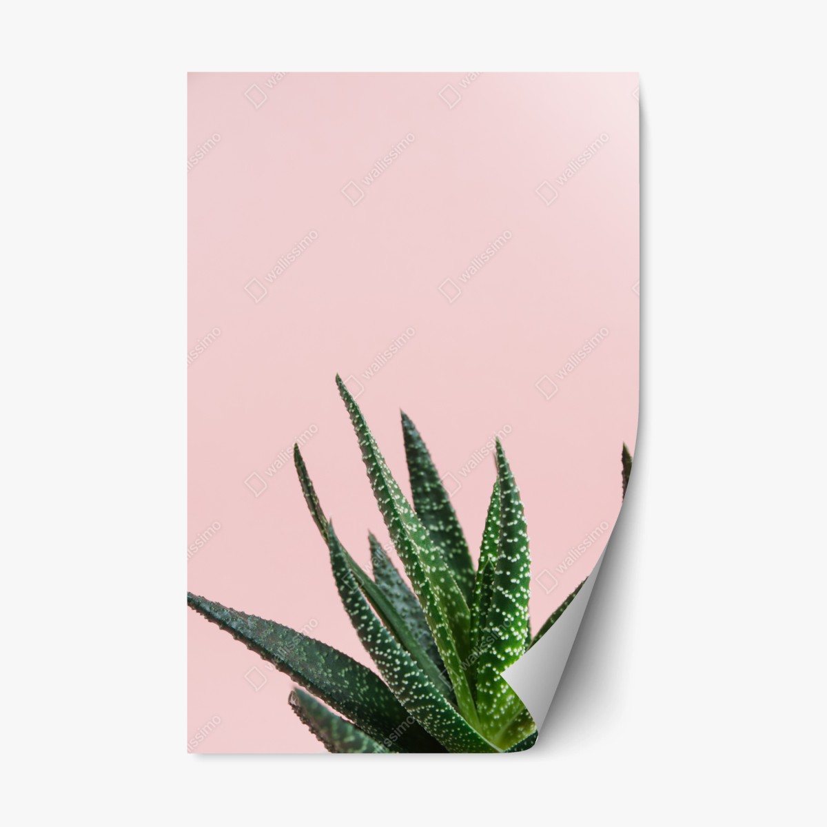Pegatina reposicionable aloe minimalista sobre fondo rosa – Pixers®