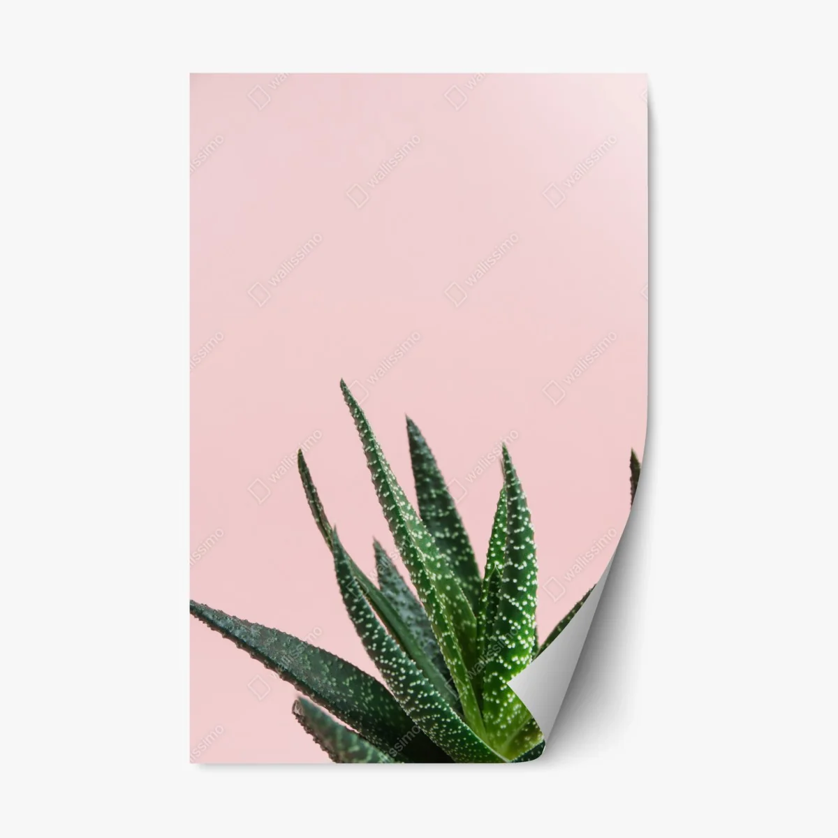 Pegatina reposicionable aloe minimalista sobre fondo rosa – Pixers® Pegatina reposicionable aloe minimalista sobre fondo rosa – Pixers®