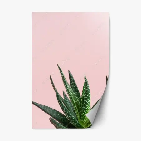 Pegatina reposicionable aloe minimalista sobre fondo rosa – Pixers®