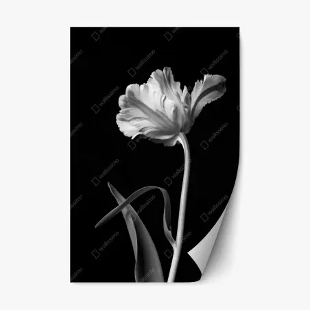 Pegatina reposicionable tulipán en blanco y negro, elegancia escultural – Pixers®