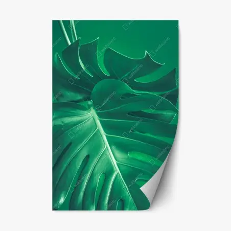 Pegatina reposicionable hoja de monstera en primer plano sobre fondo verde – Pixers®