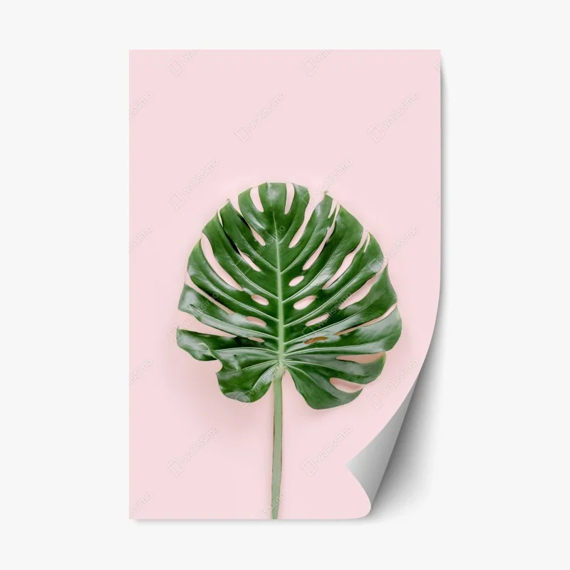 Pegatina reposicionable hoja de monstera sobre fondo rosa