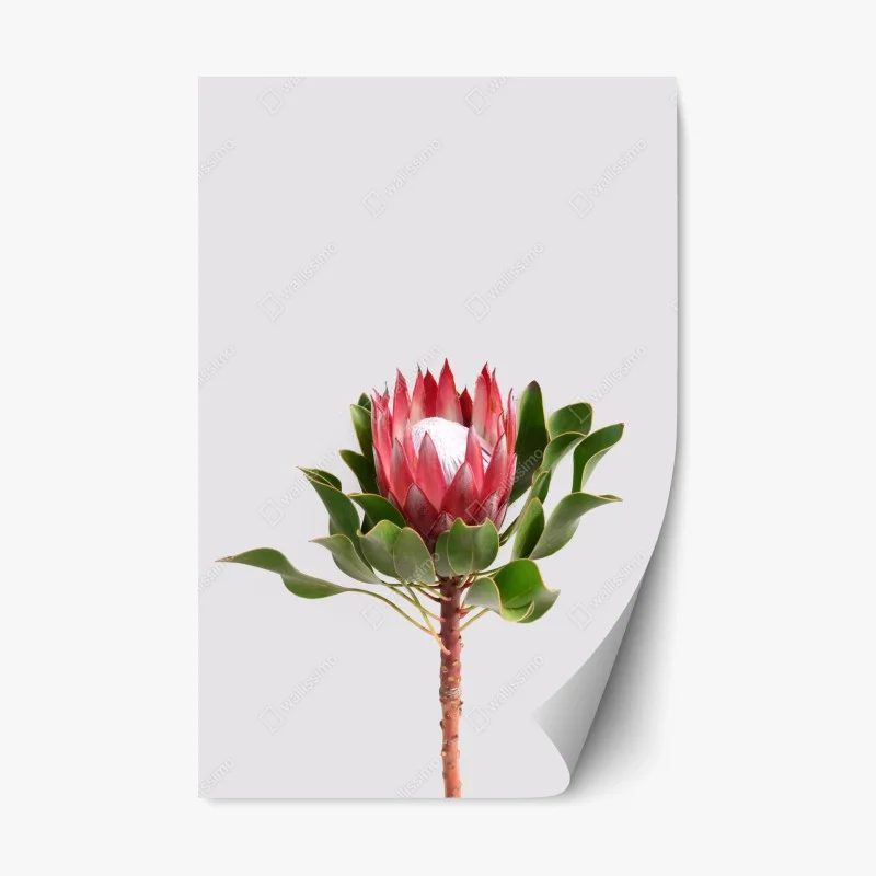 Pegatina reposicionable protea real sobre fondo minimalista