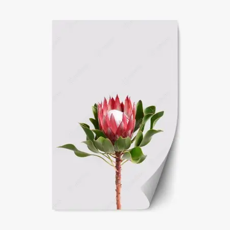 Pegatina reposicionable protea real sobre fondo minimalista – Pixers®