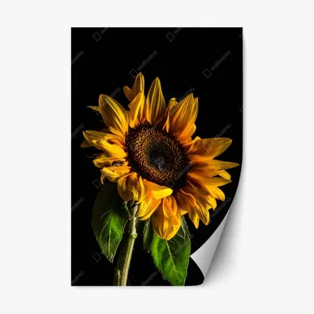 Pegatina reposicionable girasol dorado en contraste sobre fondo negro – Pixers®