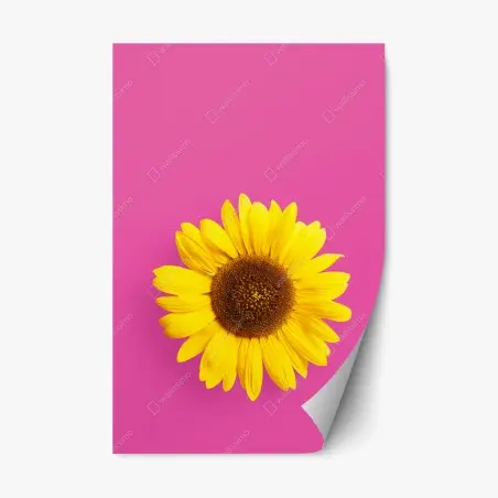 Pegatina reposicionable girasol vibrante sobre fondo rosa – Pixers®