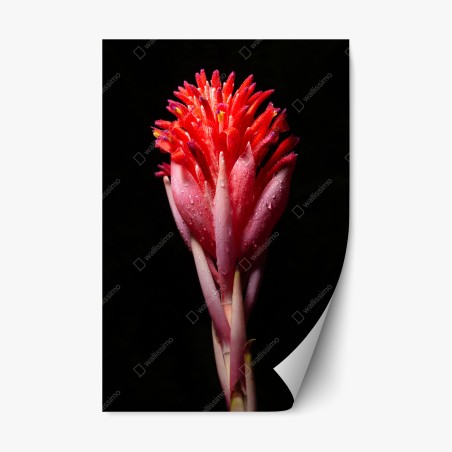 Pegatina reposicionable flor tropical en primer plano sobre fondo negro – Pixers®