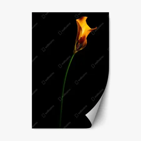 Pegatina reposicionable elegancia de cala naranja sobre fondo negro – Pixers®