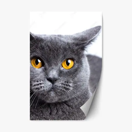 Pegatina reposicionable gato gris de mirada dorada – Pixers®