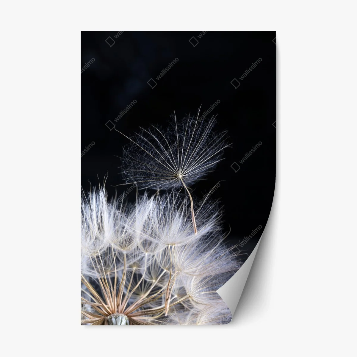 Pegatina reposicionable semilla de diente de león sobre fondo negro – Pixers® Pegatina reposicionable semilla de diente de león sobre fondo negro – Pixers®