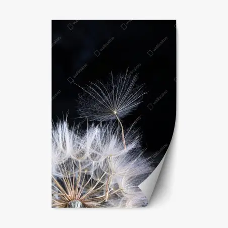 Pegatina reposicionable semilla de diente de león sobre fondo negro – Pixers®