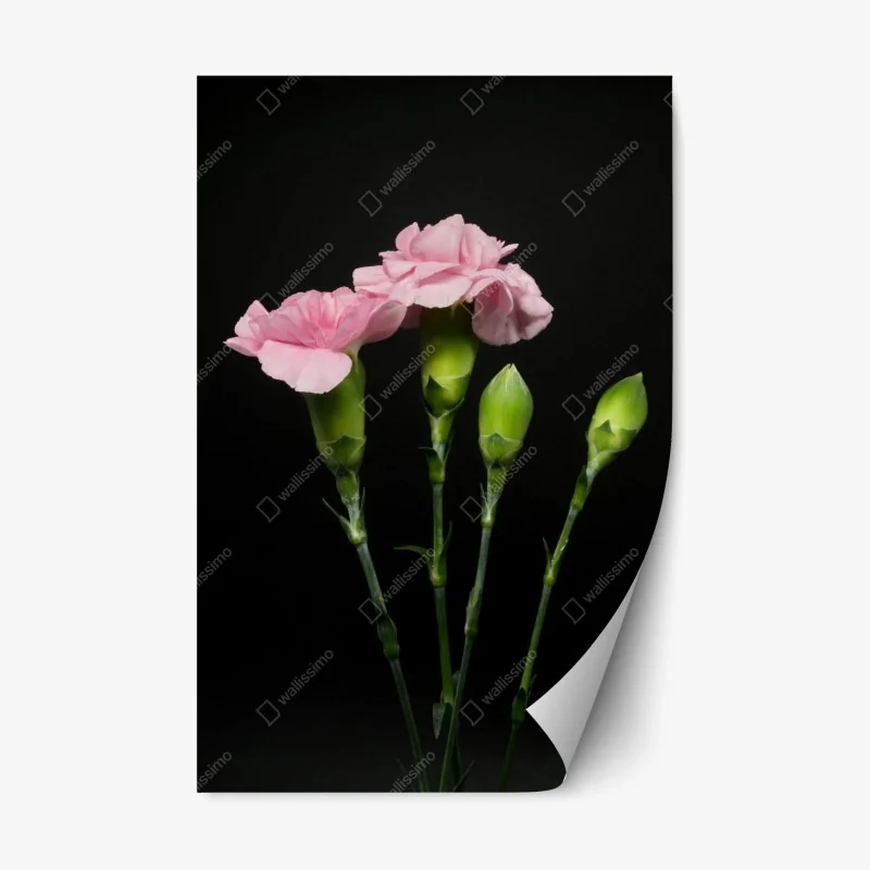 Pegatina reposicionable claveles rosas sobre fondo negro