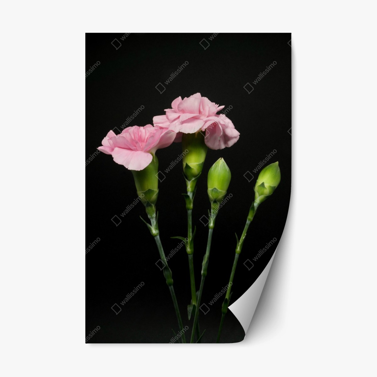 Pegatina reposicionable claveles rosas sobre fondo negro – Pixers®