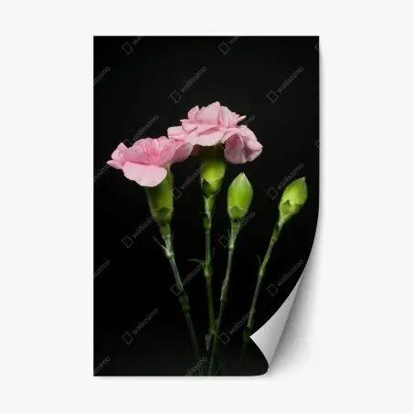 Pegatina reposicionable claveles rosas sobre fondo negro – Pixers®