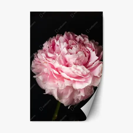 Pegatina reposicionable peonía rosa exuberante sobre fondo negro – Pixers®