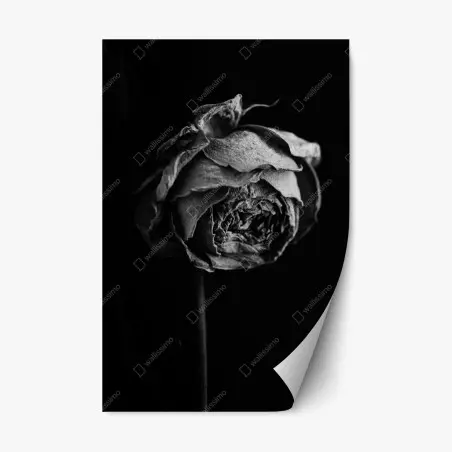 Pegatina reposicionable rosa marchita en blanco y negro – Pixers®