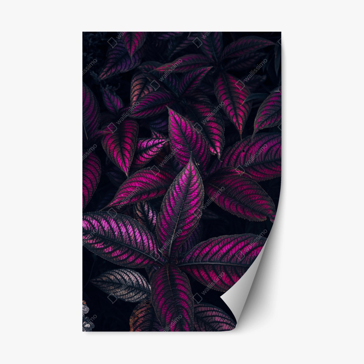 Pegatina reposicionable hojas en tonos magenta y morado – Pixers®