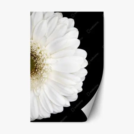 Pegatina reposicionable gerbera blanca en fondo negro minimalista – Pixers®