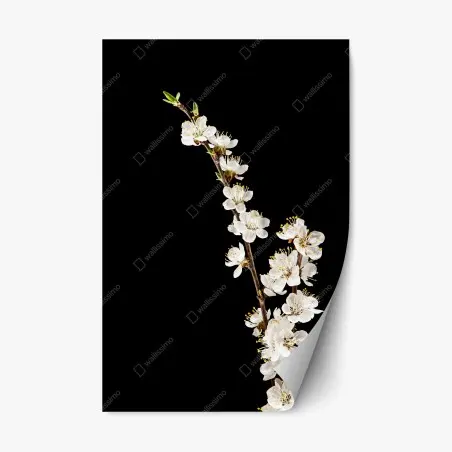 Pegatina reposicionable rama de flor de albaricoque sobre fondo negro – Pixers®