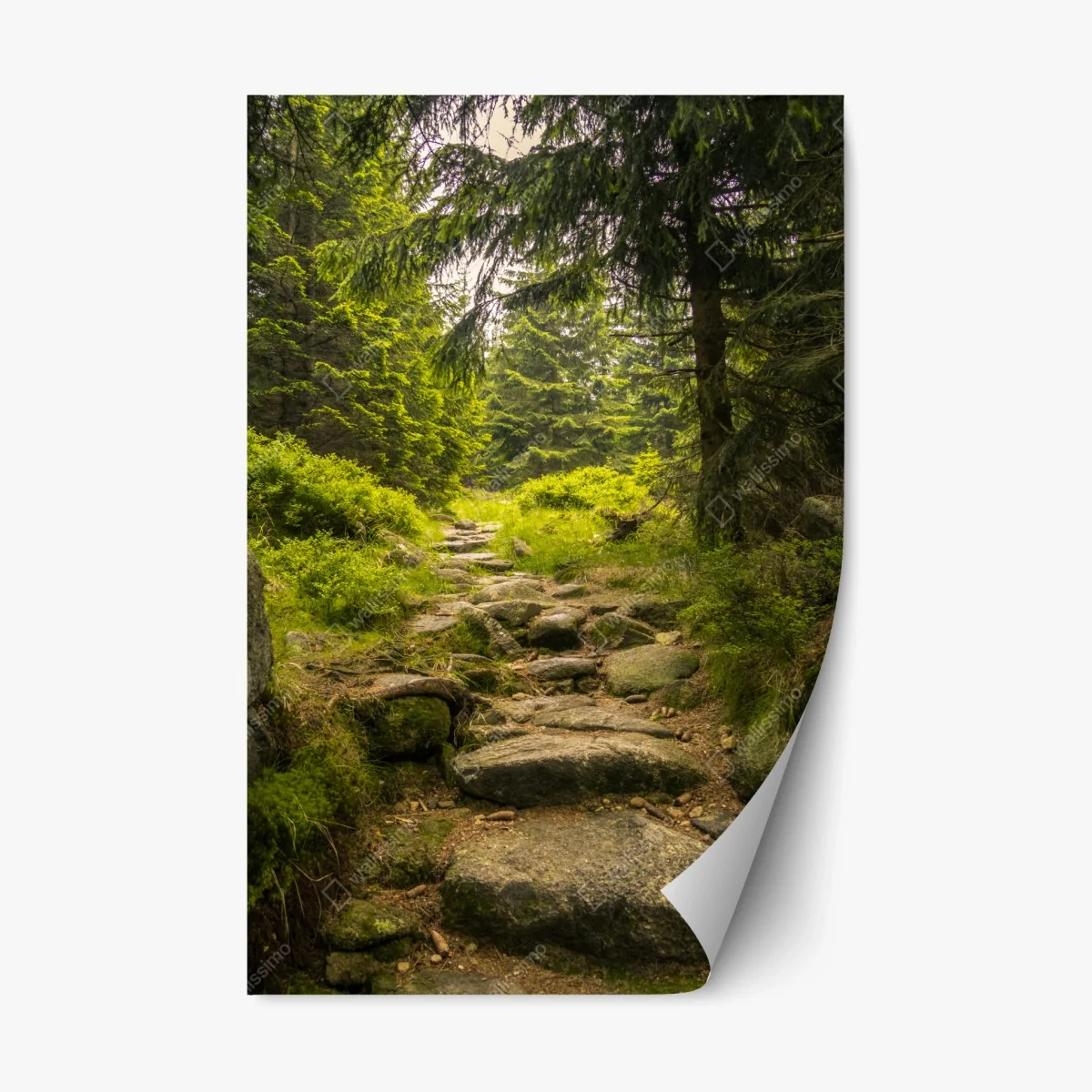 Pegatina reposicionable sendero rocoso entre pinos – Pixers® Pegatina reposicionable sendero rocoso entre pinos – Pixers®