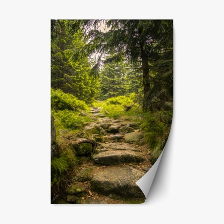 Pegatina reposicionable sendero rocoso entre pinos – Pixers®