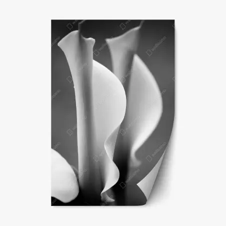 Pegatina reposicionable calas minimalistas en blanco y negro – Pixers®