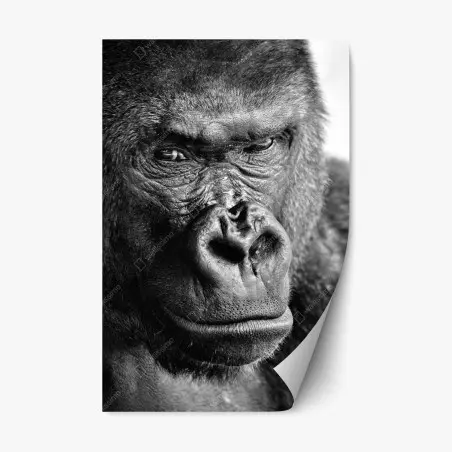 Pegatina reposicionable retrato íntimo de gorila en blanco y negro – Pixers®