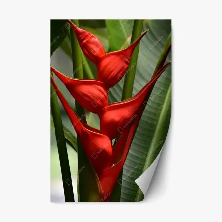 Pegatina reposicionable heliconia roja en primer plano – Pixers®