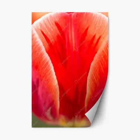 Pegatina reposicionable tulipán rojo en primer plano – Pixers®