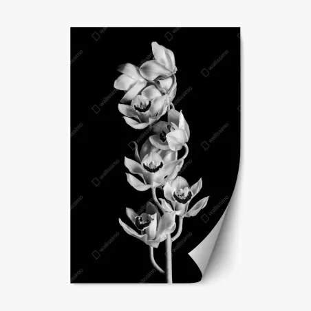 Pegatina reposicionable ramillete de orquídeas en blanco y negro – Pixers®