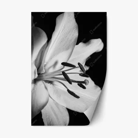 Pegatina reposicionable lirio en primer plano blanco y negro – Pixers®