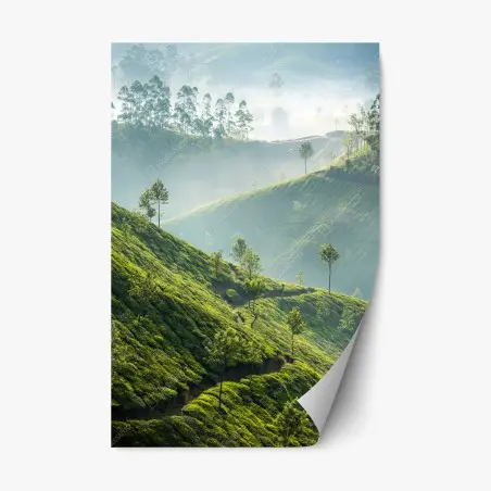 Pegatina reposicionable amanecer en las plantaciones de té de Munnar – Pixers®