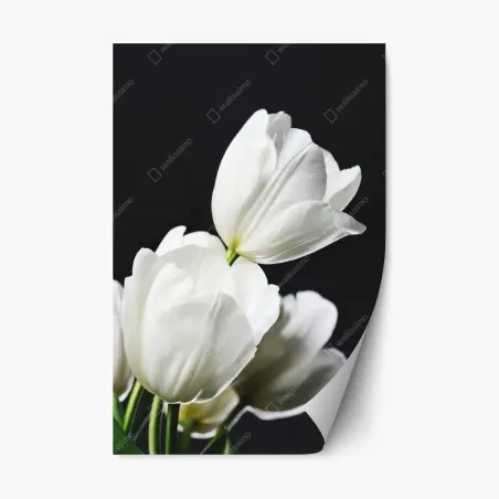 Pegatina reposicionable elegancia de tulipanes blancos sobre fondo oscuro – Pixers®