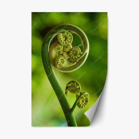 Pegatina reposicionable espiral de helecho en crecimiento – Pixers®